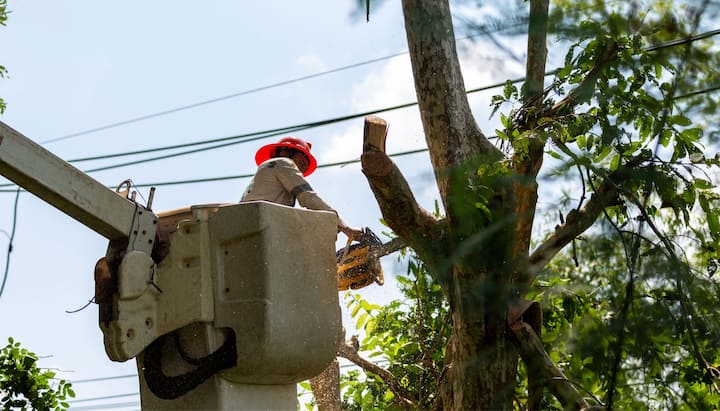 tree service gresham