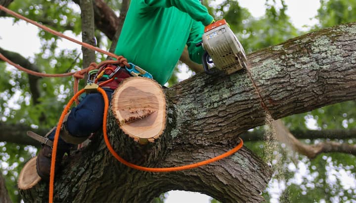 tree service gresham