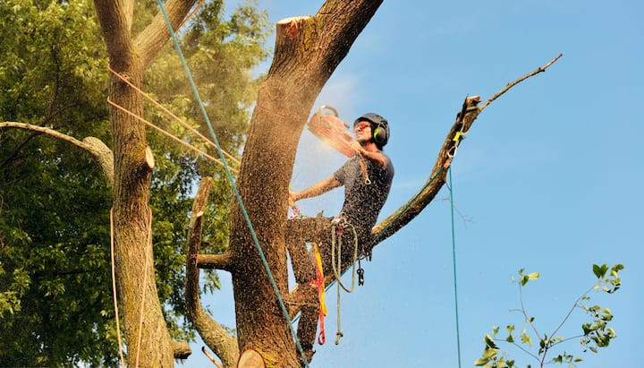 tree service gresham