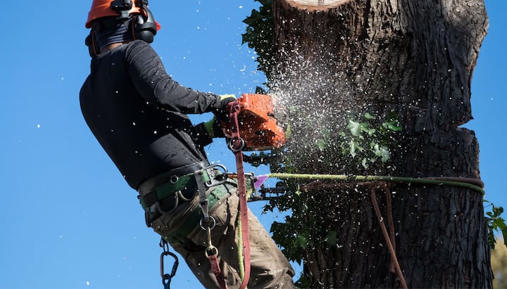 gresham tree service